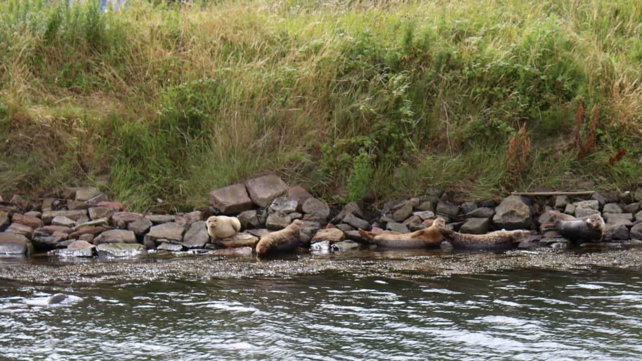 Seals in Belfast Harbour Maritime Mile Belfast Wildlife